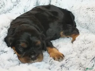 Cavalier King Charles Spaniel dogs Cavalier King Charles Spaniel Puppy 2- Bia - Ad 16