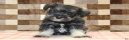 Miniature Schnauzer dogs for sale: Willow - Ad 6