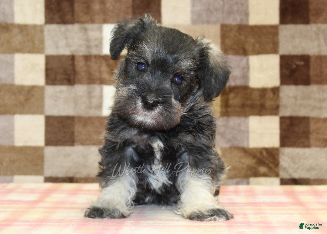Miniature Schnauzer dogs for sale: Willow - Ad 6