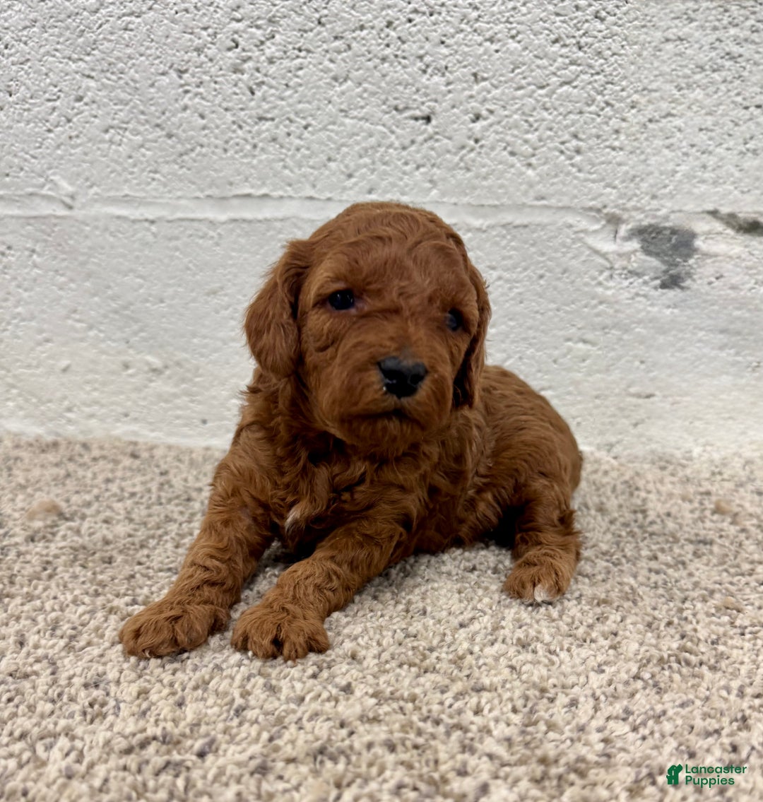 Mini Goldendoodle dogs for sale: Jazzy - Ad 2