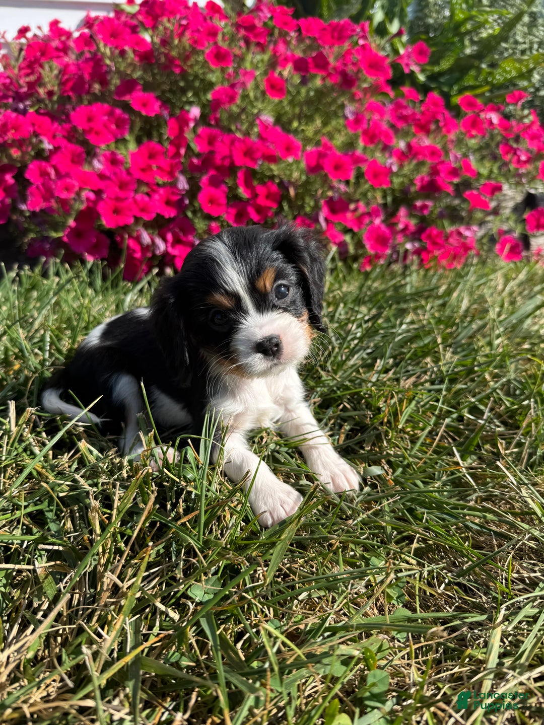 Cavalier King Charles Spaniel dogs for sale: Roscoe - Ad 34