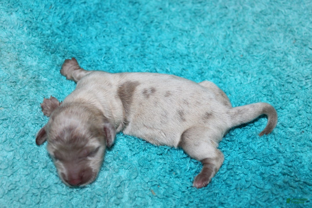 Miniature Dachshund dogs for sale: Minnie Mini - Ad 6