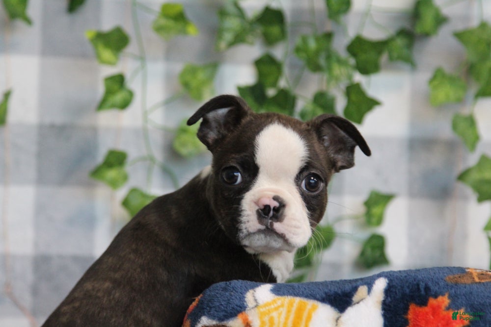 Boston Terrier dogs for sale: Koda - Ad 2