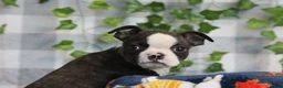 Boston Terrier dogs for sale: Koda - Ad 2