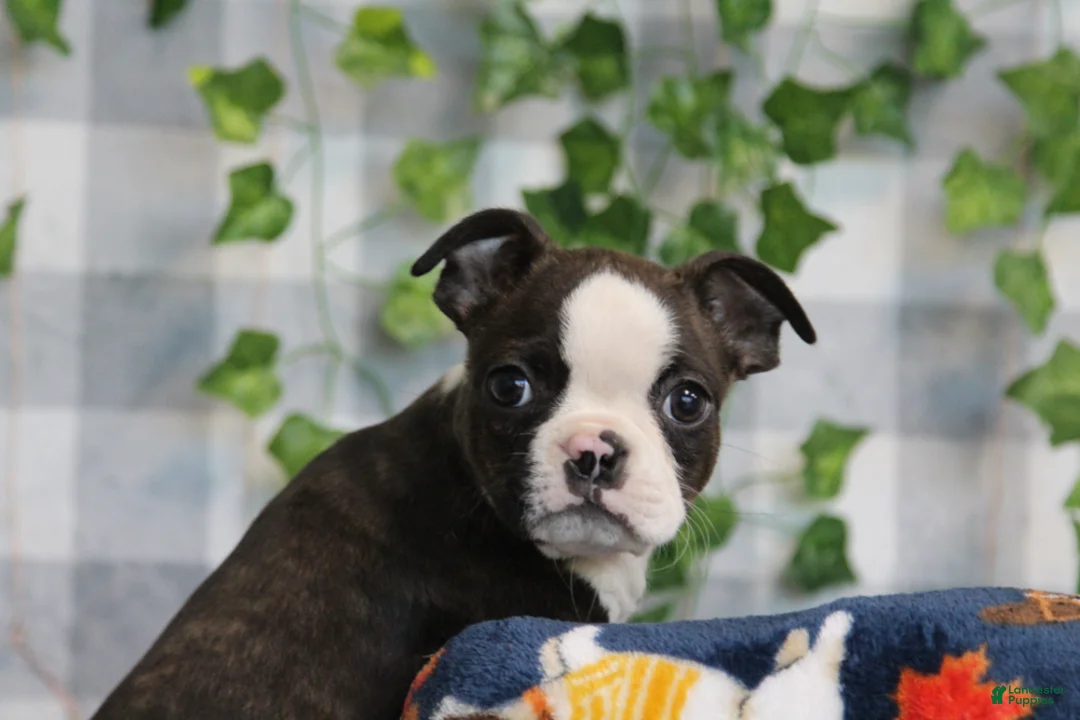Boston Terrier dogs for sale: Koda - Ad 2