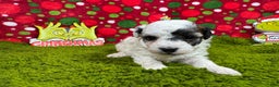 Toy Poodle dogs for sale: Toy Poodle Puppy 2 - Ad 3