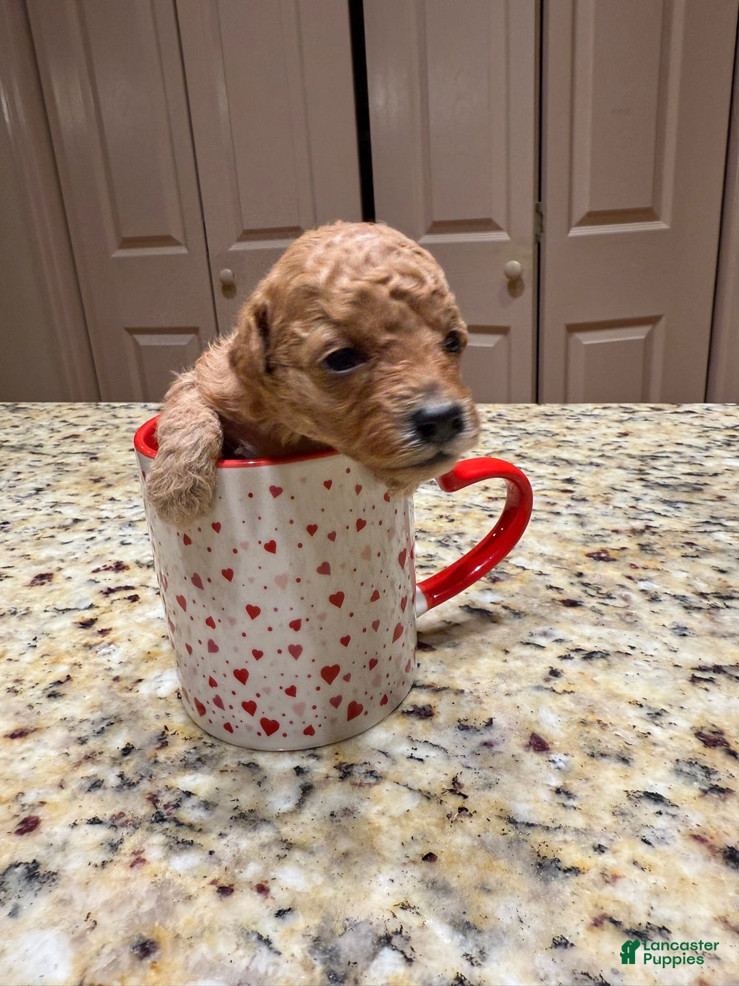 Cavapoo dogs for sale: Ginger - Ad 9