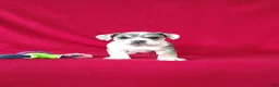 Beabull dogs for sale: Samantha - Ad 3