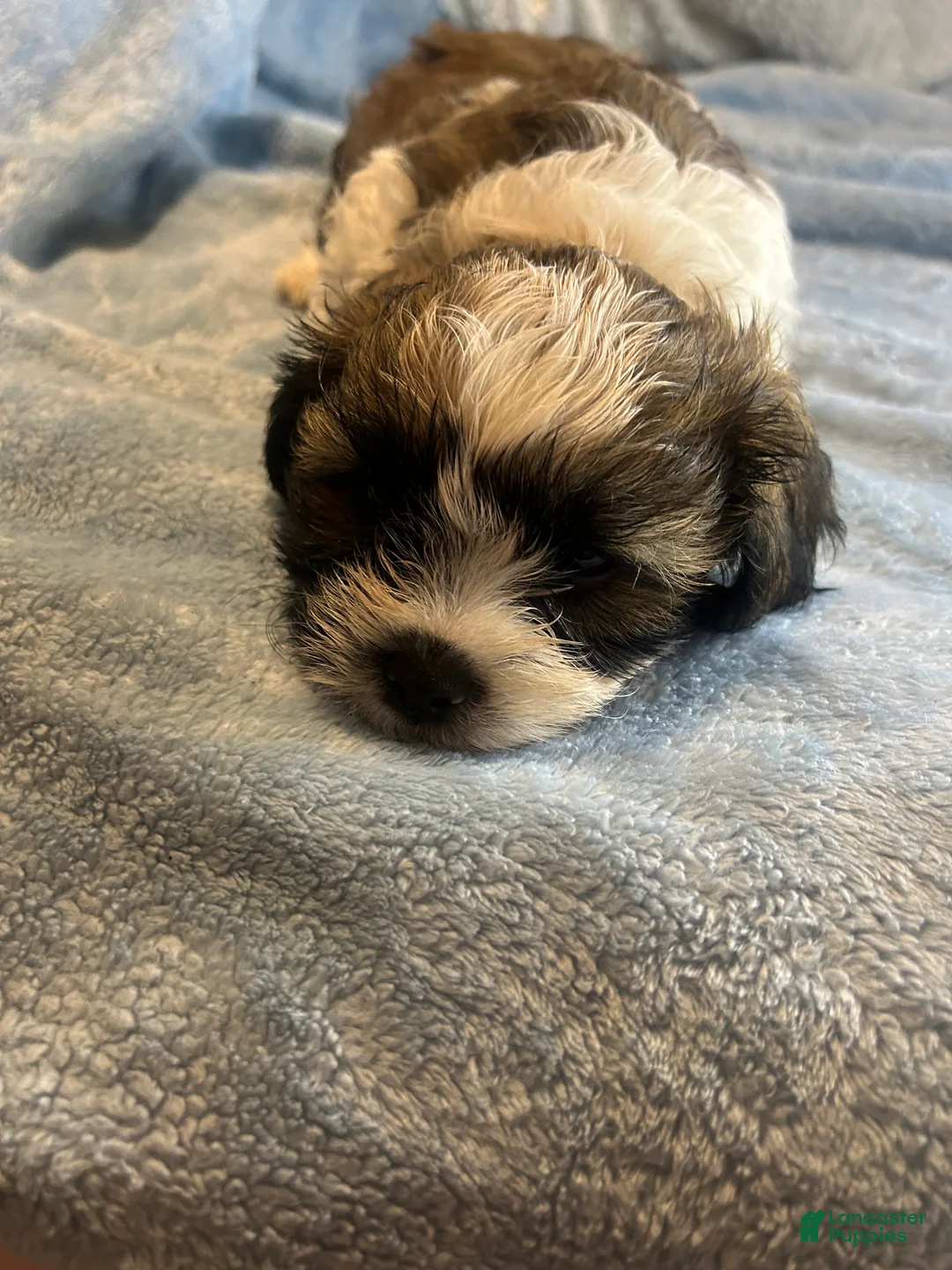 Teddy Bear dogs for sale: Cisco - Ad 13