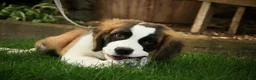 Saint Bernard dogs for sale: Wendeline Saint Bernard  - Ad 8