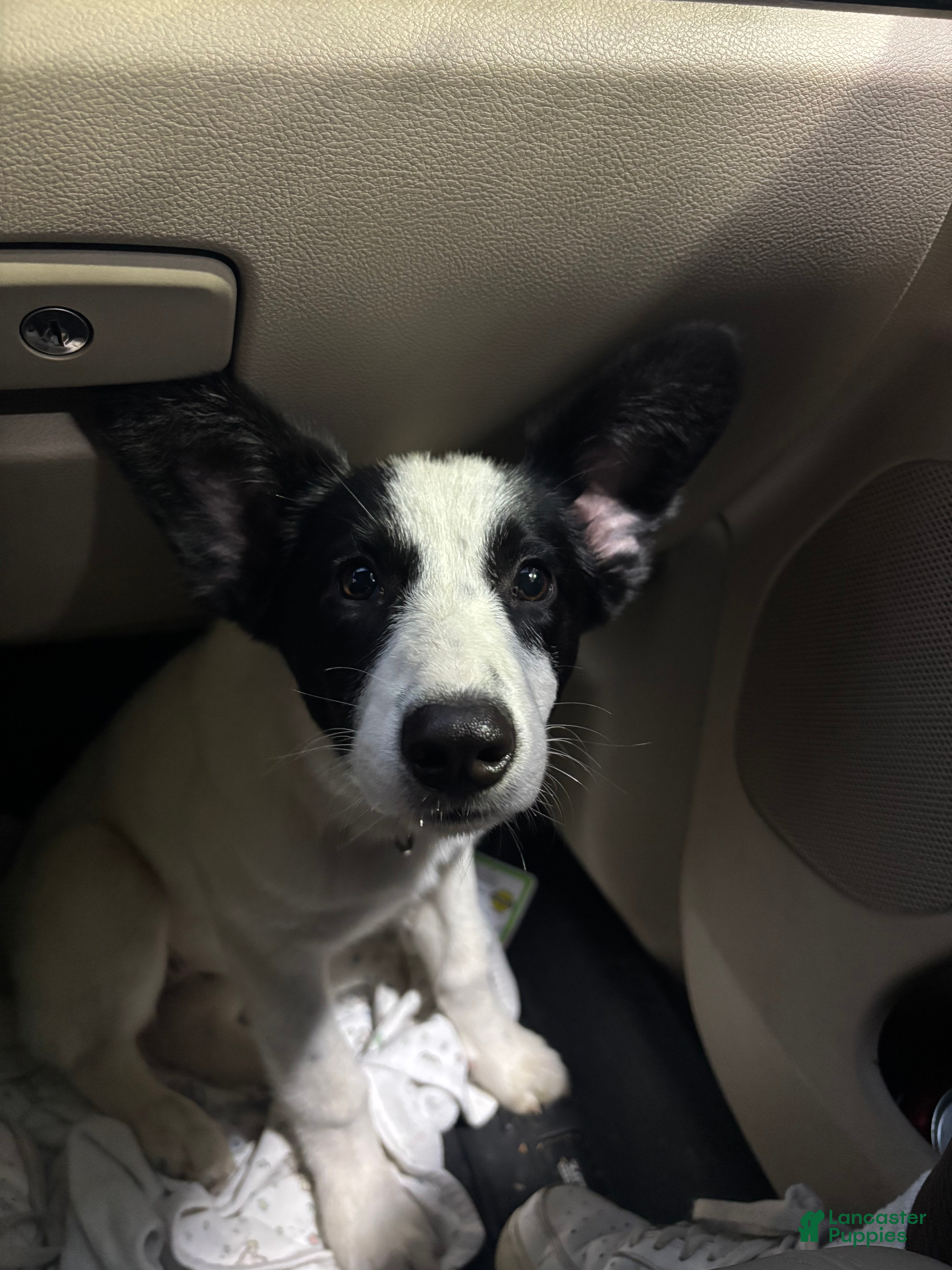 Mixed Breed dogs Salem - Ad 1