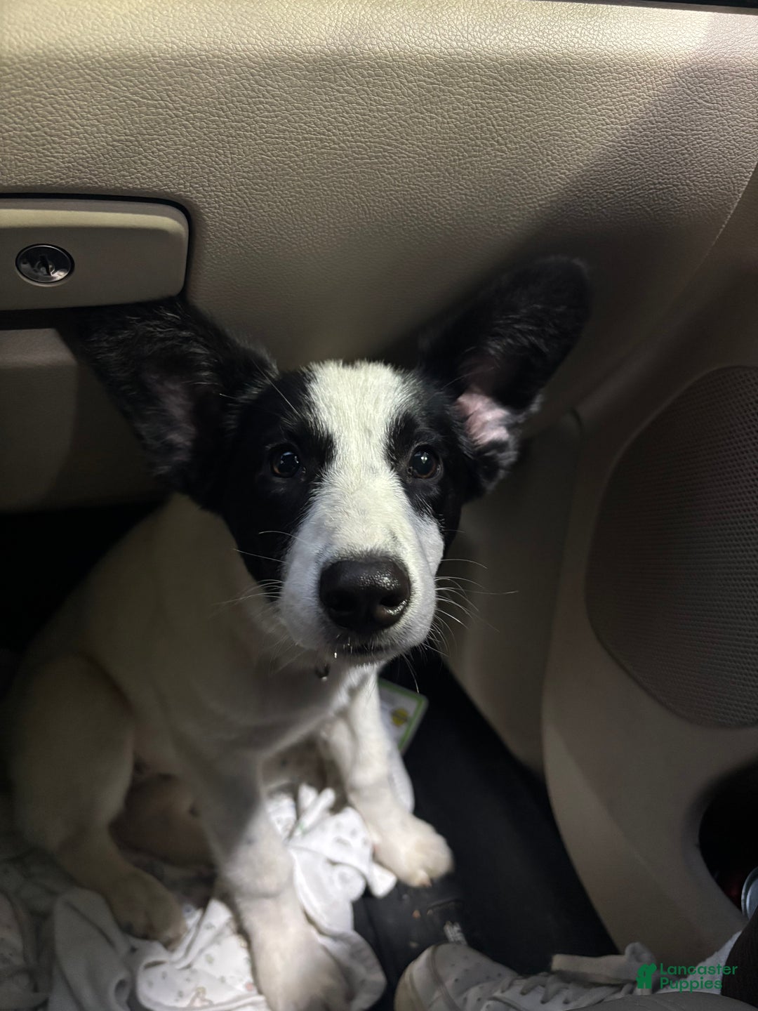 Mixed Breed dogs for sale: Salem - Ad 3