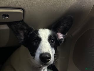 Mixed Breed dogs Salem - Ad 6