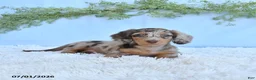 Miniature Dachshund dogs for sale: Rosie - Ad 3