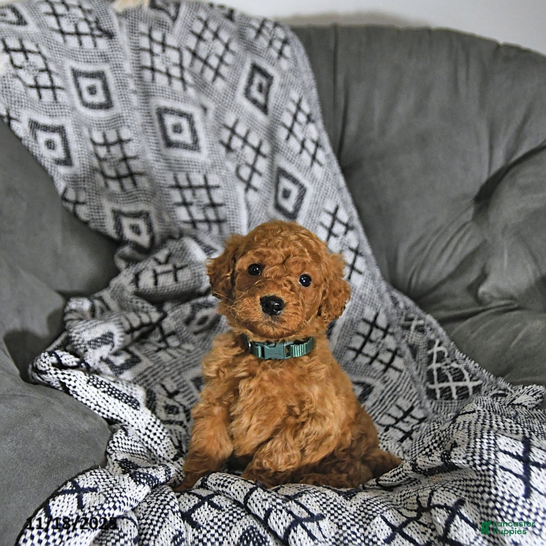 Mini Goldendoodle dogs for sale: Tinsel - Ad 8