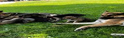 German Shepherd dogs for sale: Shadow - Ad 49
