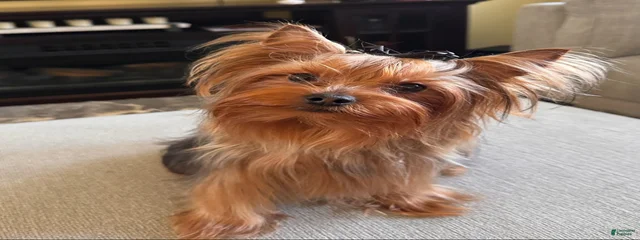 Bianca