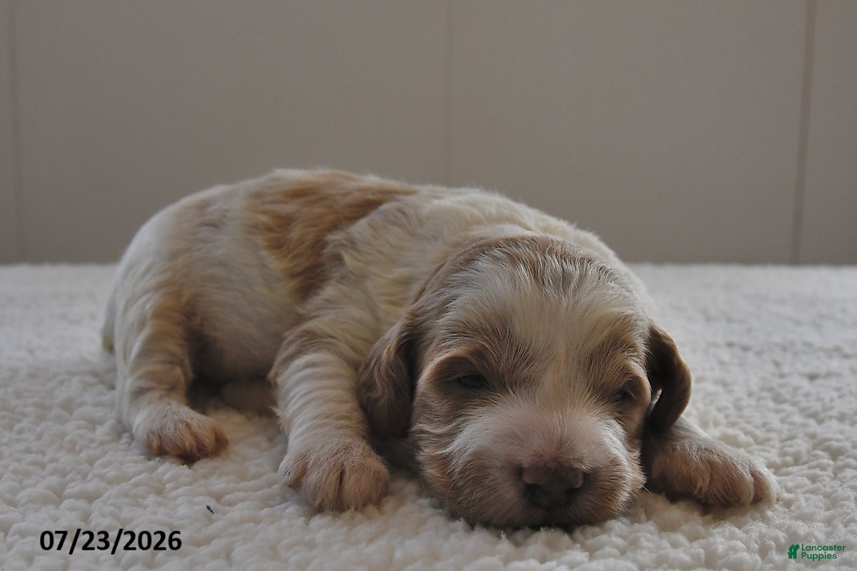 Mini Goldendoodle dogs for sale: Charlie - Ad 2