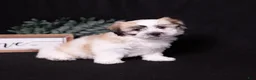 Coton De Tulear dogs for sale: Honey - Ad 2