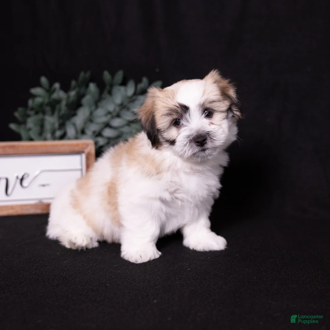 Coton De Tulear dogs for sale: Honey - Ad 2