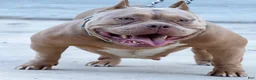 American Bully dogs for sale: American Bully Puppy 1 - Ad 4