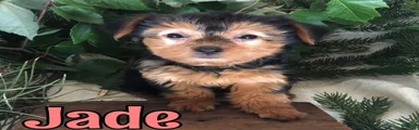 Yorkshire Terrier 5