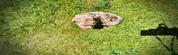 Havapoo dogs for sale: Innocent - Ad 8