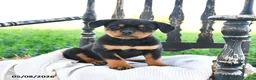 Rottweiler dogs for sale: Roxy - Ad 3