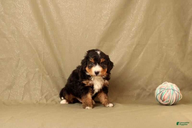 Mini Bernedoodle dogs for sale: Bones - Ad 4