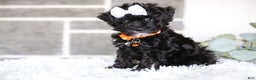 Miniature Poodle dogs for sale: Gracie  - Ad 15