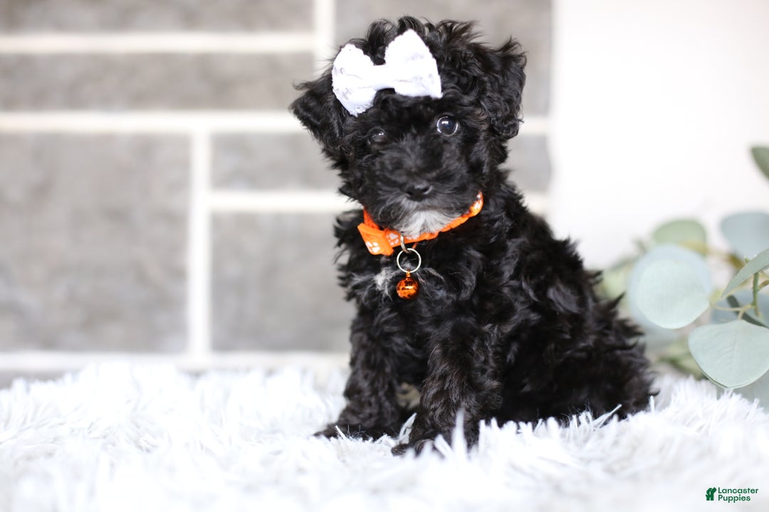 Miniature Poodle dogs for sale: Gracie  - Ad 15