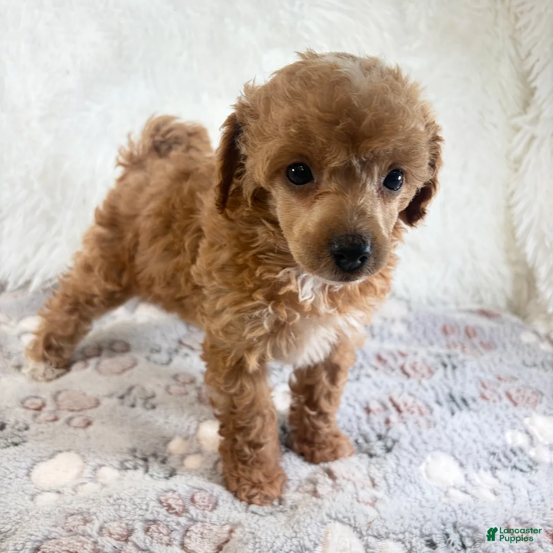 Toy Poodle dogs for sale: Willa - Ad 2