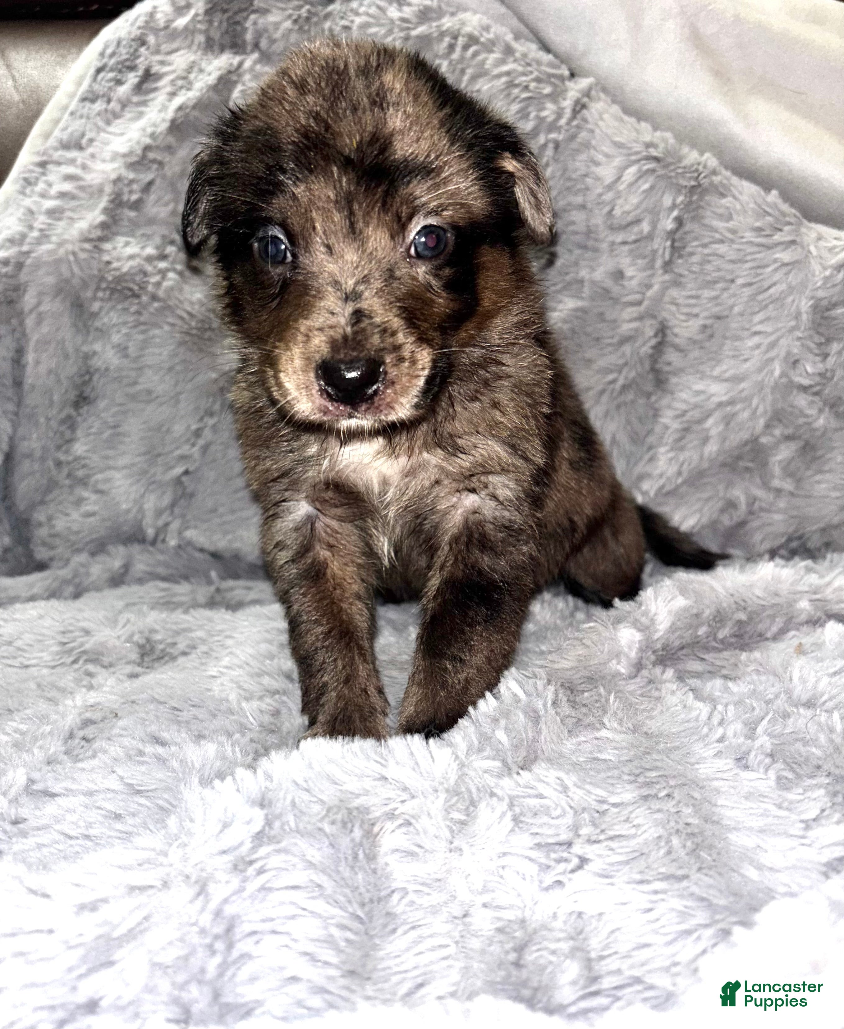 Mixed Breed dogs Mixed Breed Puppy 6 - Ad 33