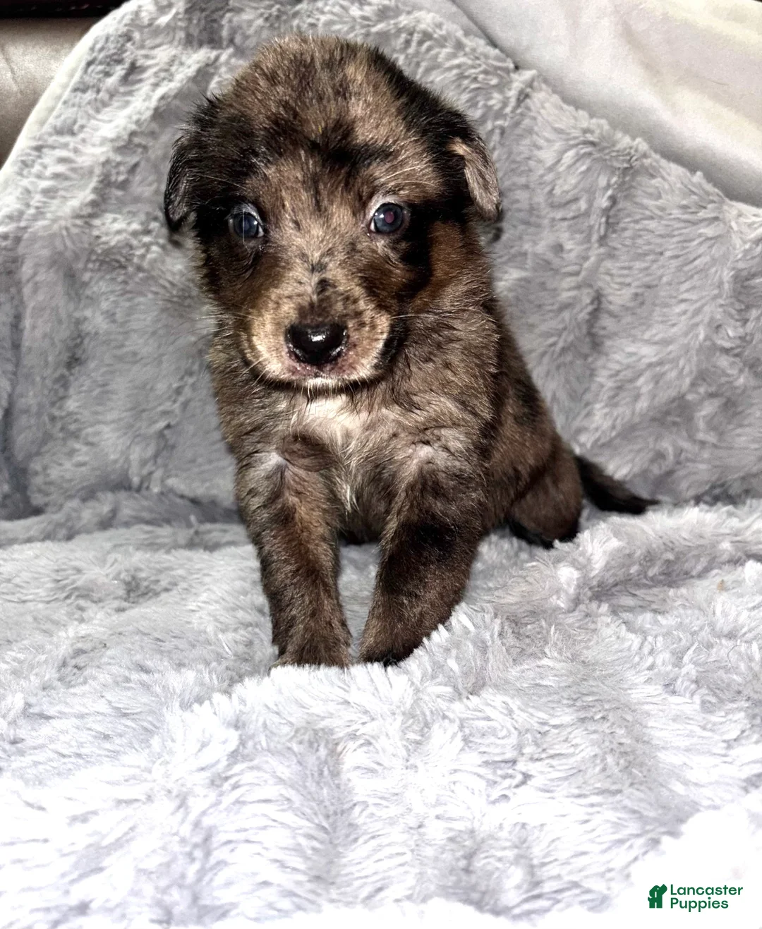 Mixed Breed dogs for sale: Mixed Breed Puppy 6 - Ad 2