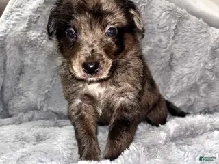 Mixed Breed dogs Mixed Breed Puppy 6 - Ad 33