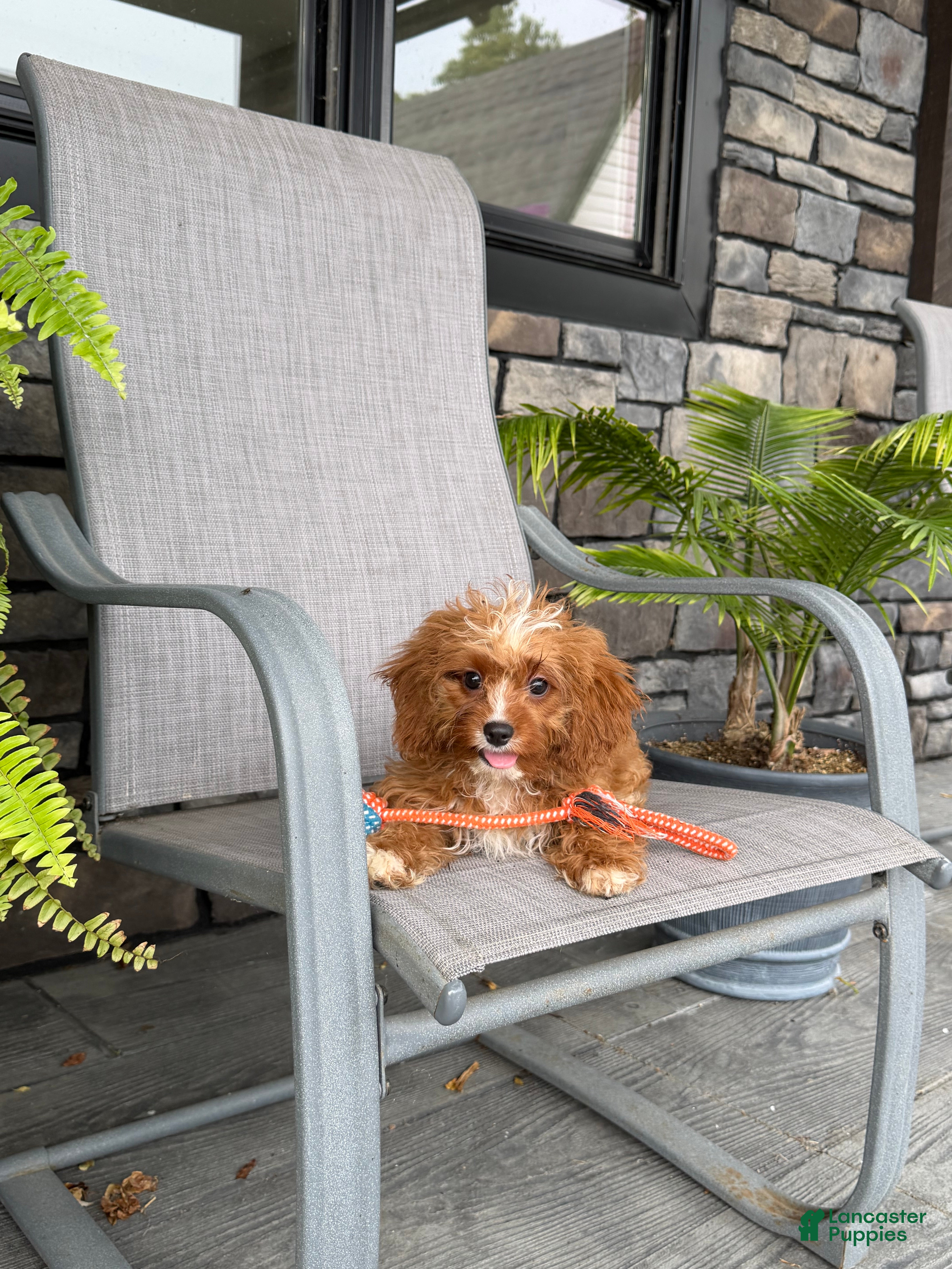 Cavapoo dogs Gracie - Ad 1