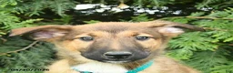Mixed Breed dogs for sale: Eddie - Ad 5