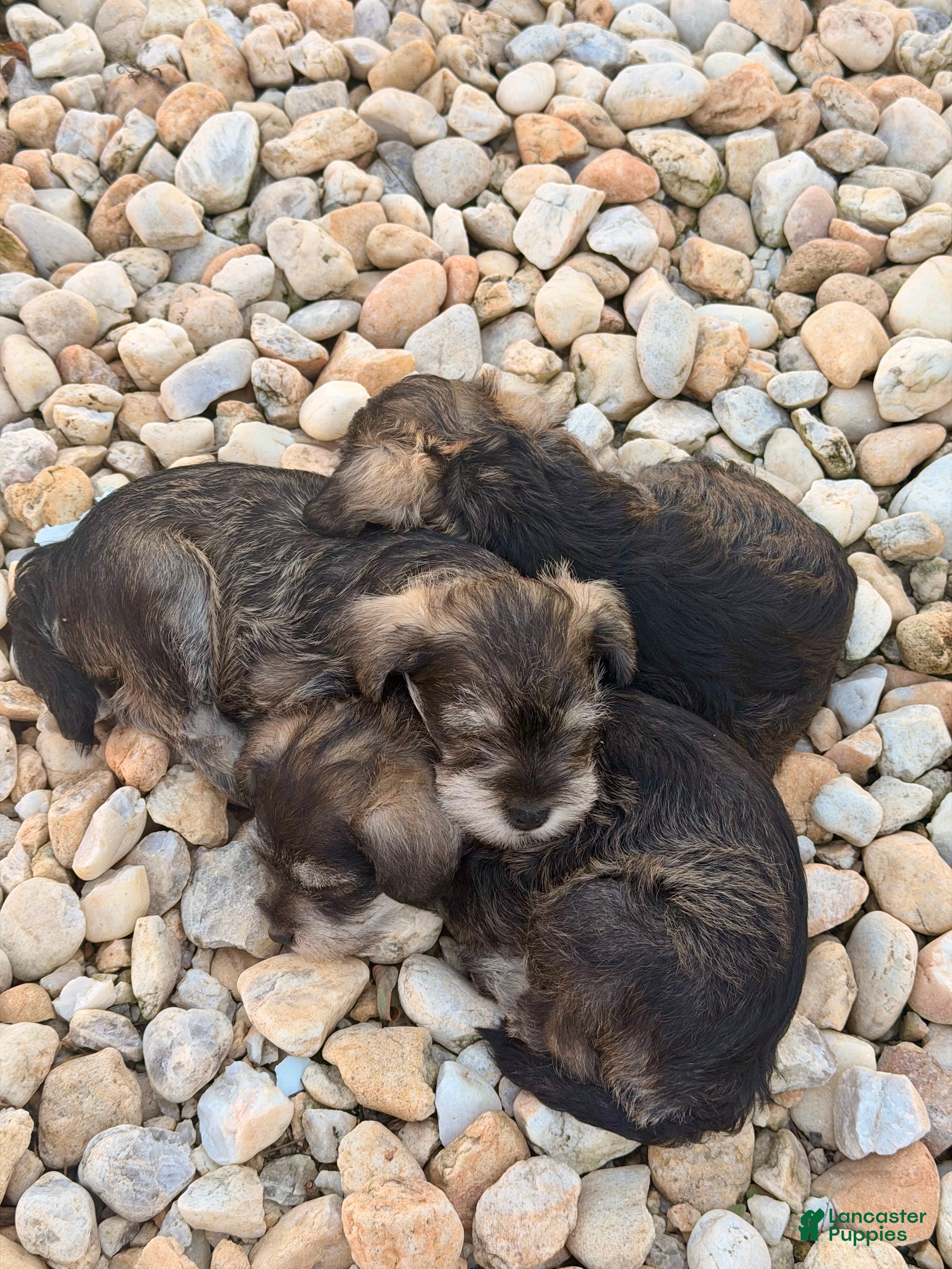 Miniature Schnauzer dogs Miniature Schnauzer 3 - Ad 36