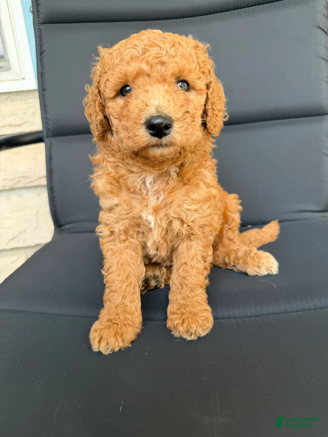 Miniature Poodle dogs for sale: Poodle Puppy - Ad 2