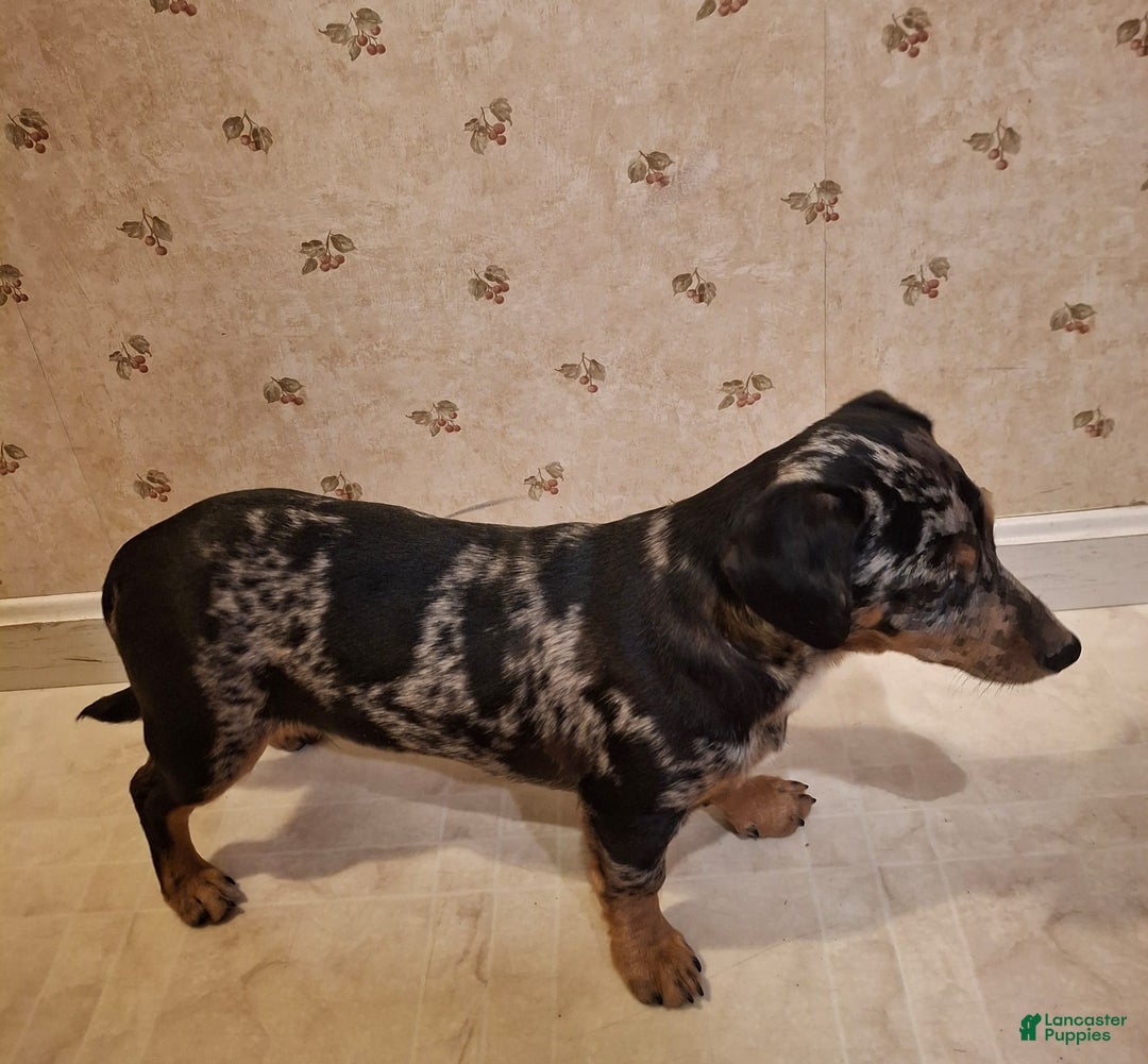 Mixed Breed dogs for sale: Teddy - Ad 4