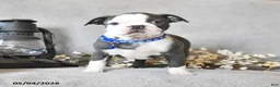 Boston Terrier dogs for sale: Kadeem - Ad 4