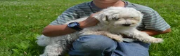 Malshi dogs for sale: Skye - Ad 6