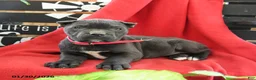 Cane Corso dogs for sale: Bella   - Ad 4