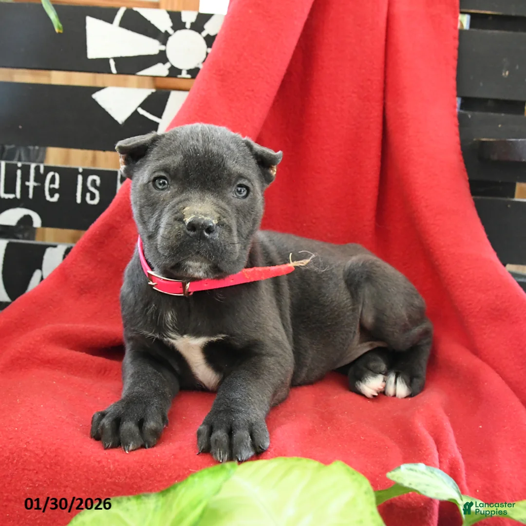 Cane Corso dogs for sale: Bella   - Ad 4