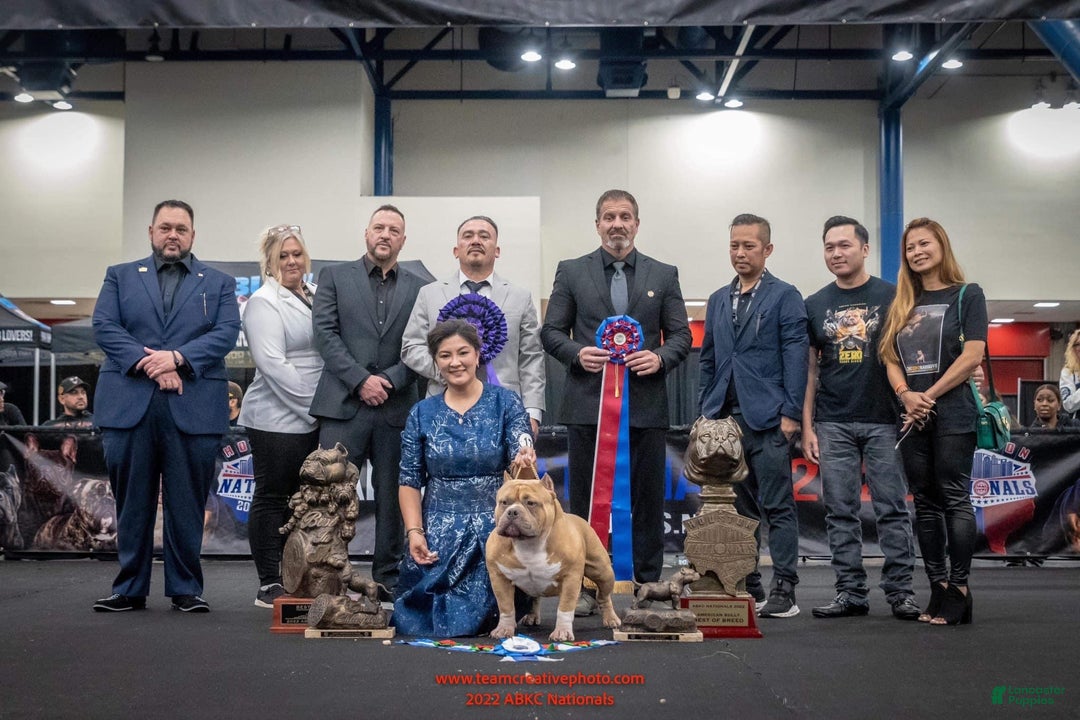 American Bully dogs for sale: American Bully Female 2 - Ad 5