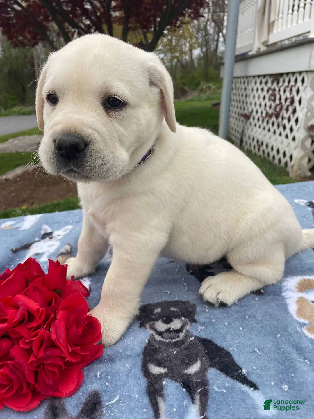 Labrador Retriever dogs for sale: Comet - Ad 3