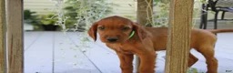 Mixed Breed dogs for sale: bonnie - Ad 2