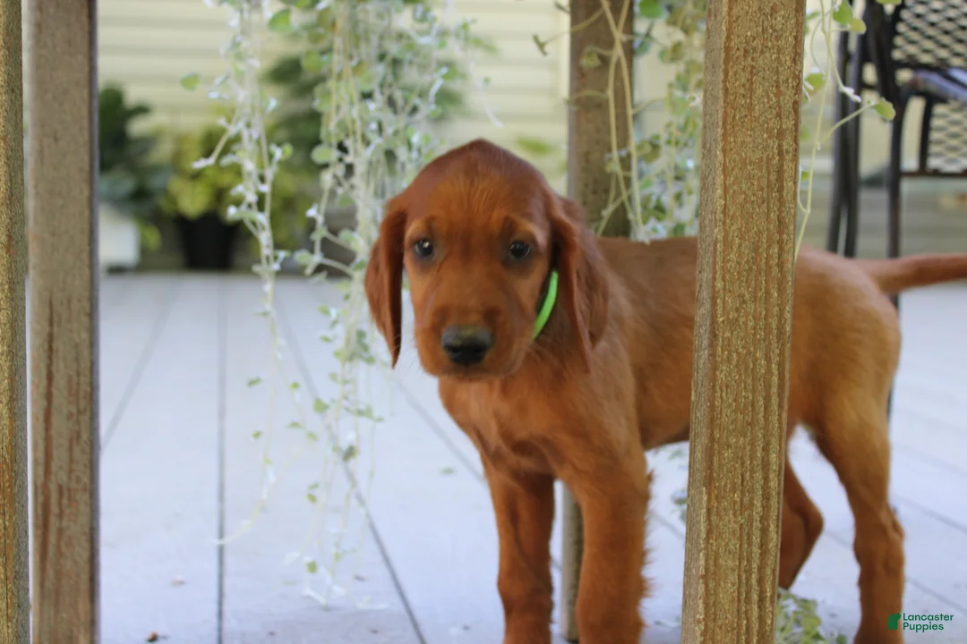 Mixed Breed dogs for sale: bonnie - Ad 2