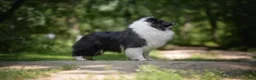 Shetland Sheepdog dogs for sale: Tucker - Ad 16
