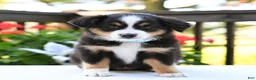Miniature Australian Shepherd dogs for sale: Brenda  - Ad 4